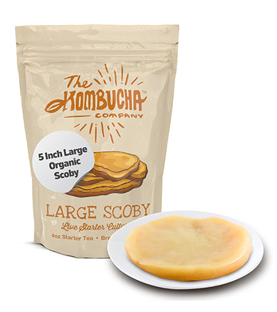 The Kombucha Company Large Kombucha SCOBY | Live Strong Cultures | Makes 1/4 Gallon | Thick 5 Inch Scoby | 4oz Mature Starter Tea